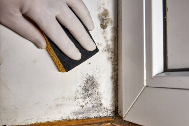 Best Biohazard Mold Removal  in Hartford, WI